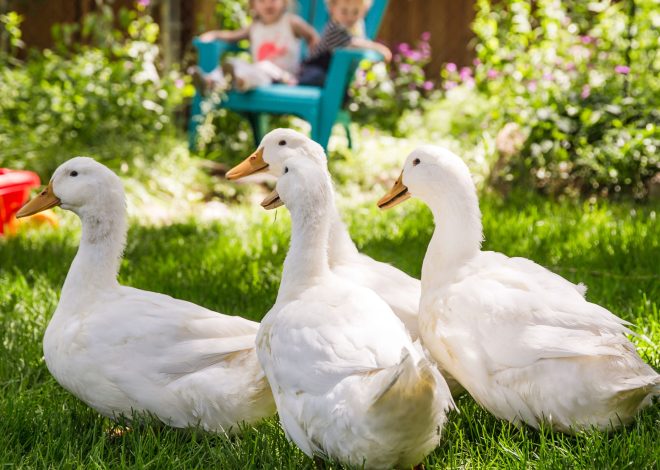 5 Duck Breeds Compared: Eggs, Temperament, Noise, and Care