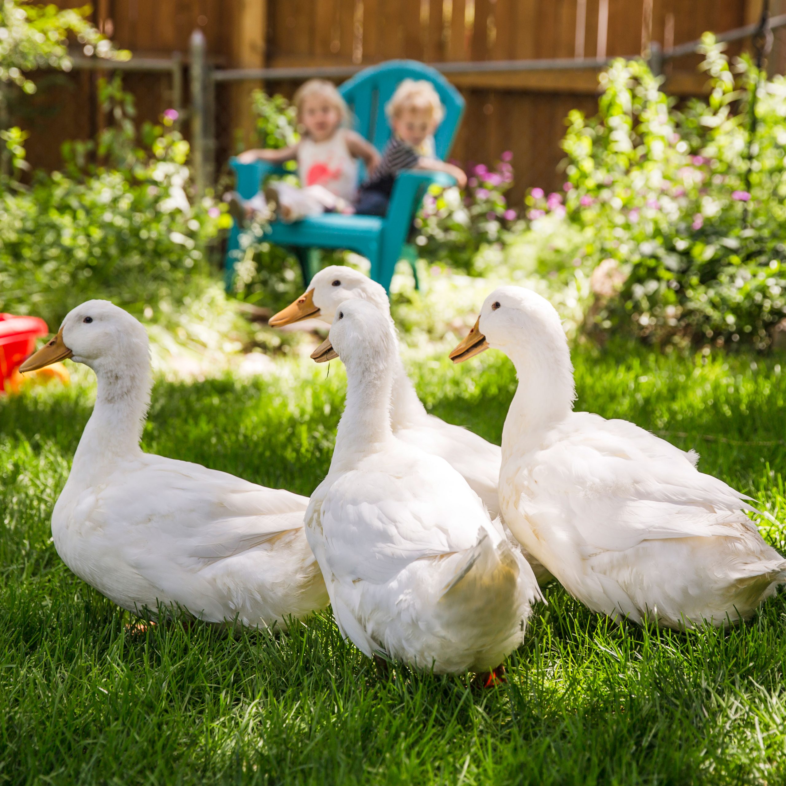 5 Duck Breeds Compared: Eggs, Temperament, Noise, and Care