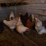 8 Common Chicken Coop Problems: Causes and Practical Fixes