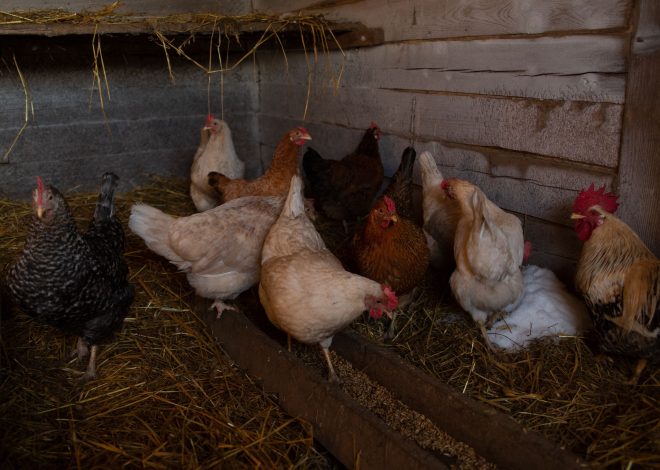 8 Common Chicken Coop Problems: Causes and Practical Fixes