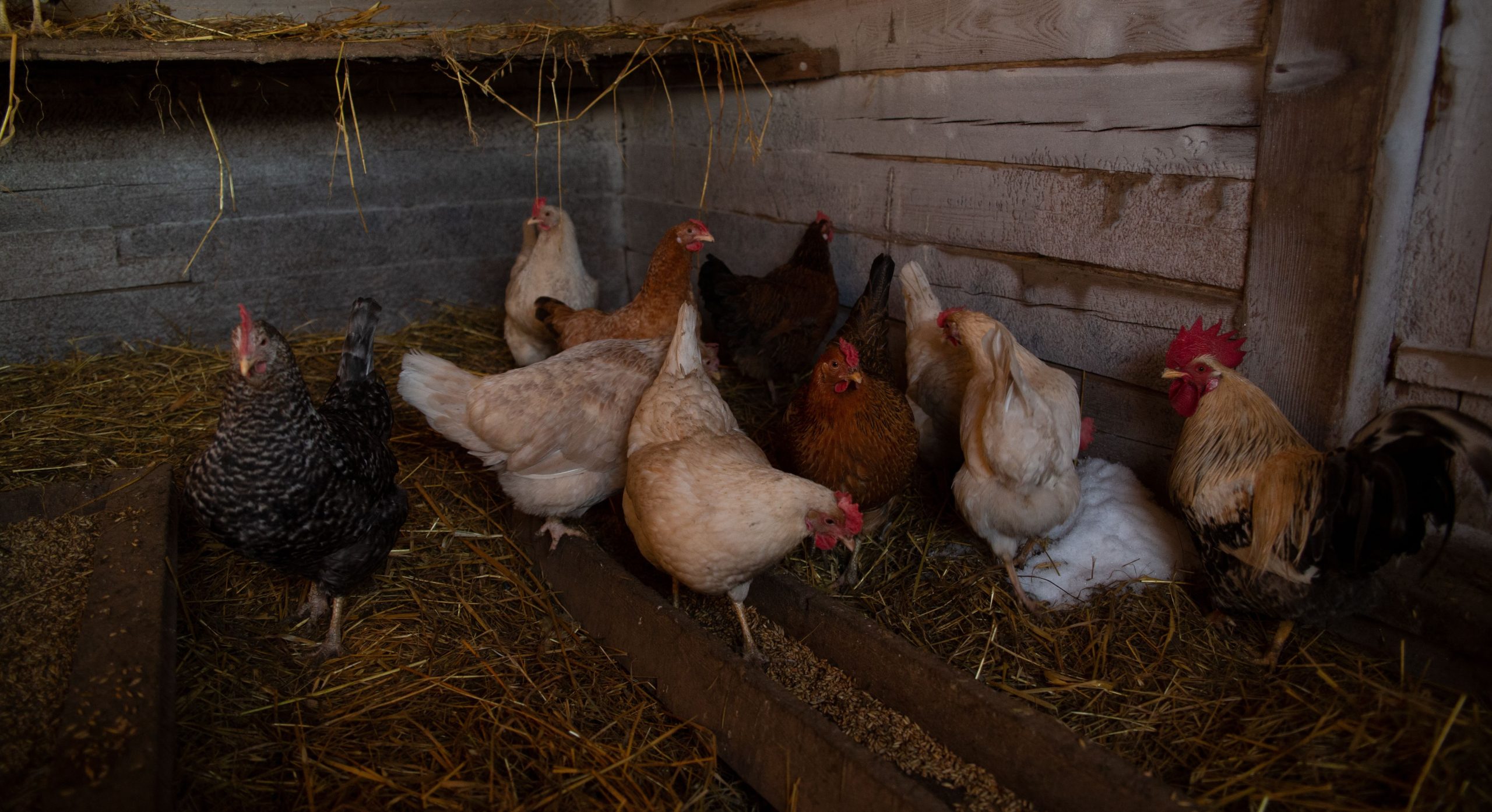 8 Common Chicken Coop Problems: Causes and Practical Fixes