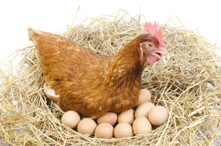 Fresh chicken eggs being counted after a drop in production