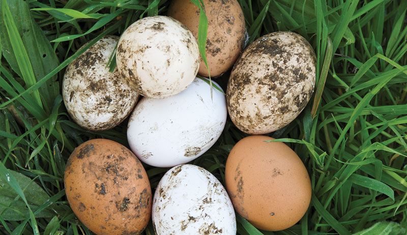 Dirty eggs in a nesting box that needs fresh bedding