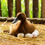 Everything You Need to Know About Duck Eggs