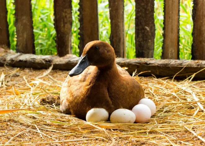 Everything You Need to Know About Duck Eggs