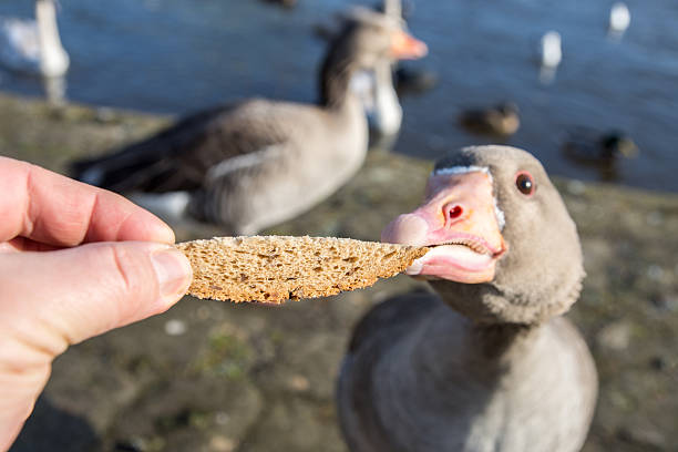 A hand offering bread near a duck, illustrating an unbalanced treat
