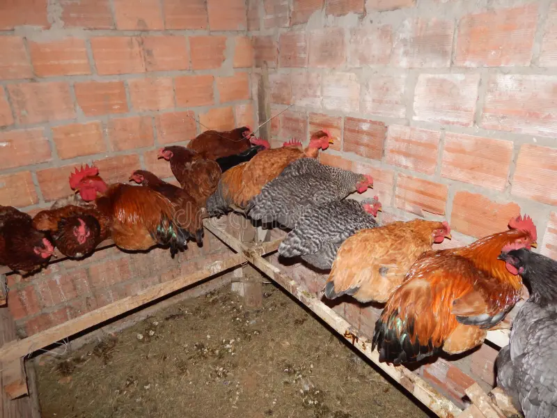 Hen near floor-level nesting material inside a chicken coop