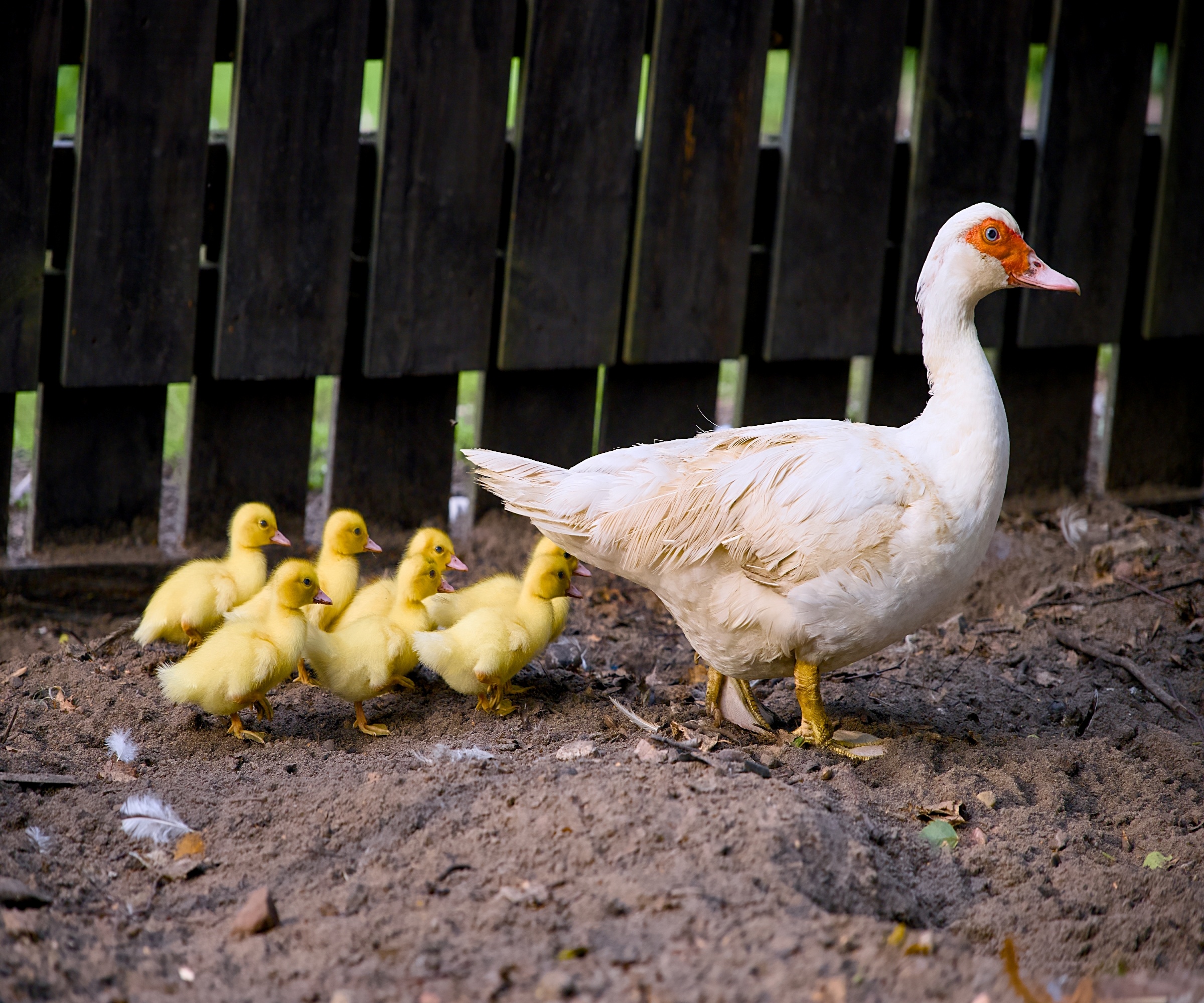 Muscovy ducks and ducklings in an outdoor flock