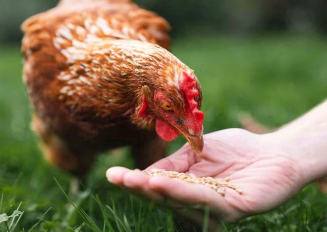 Foods Chickens Should Avoid: A Practical Safety Guide
