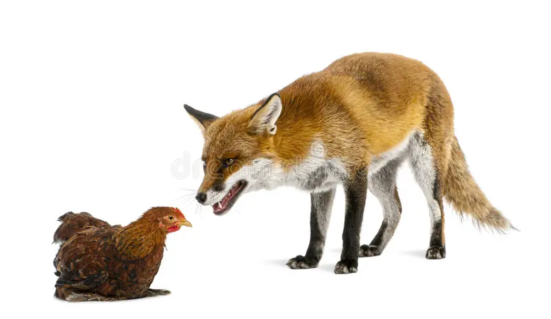 Predator approaching a backyard poultry enclosure