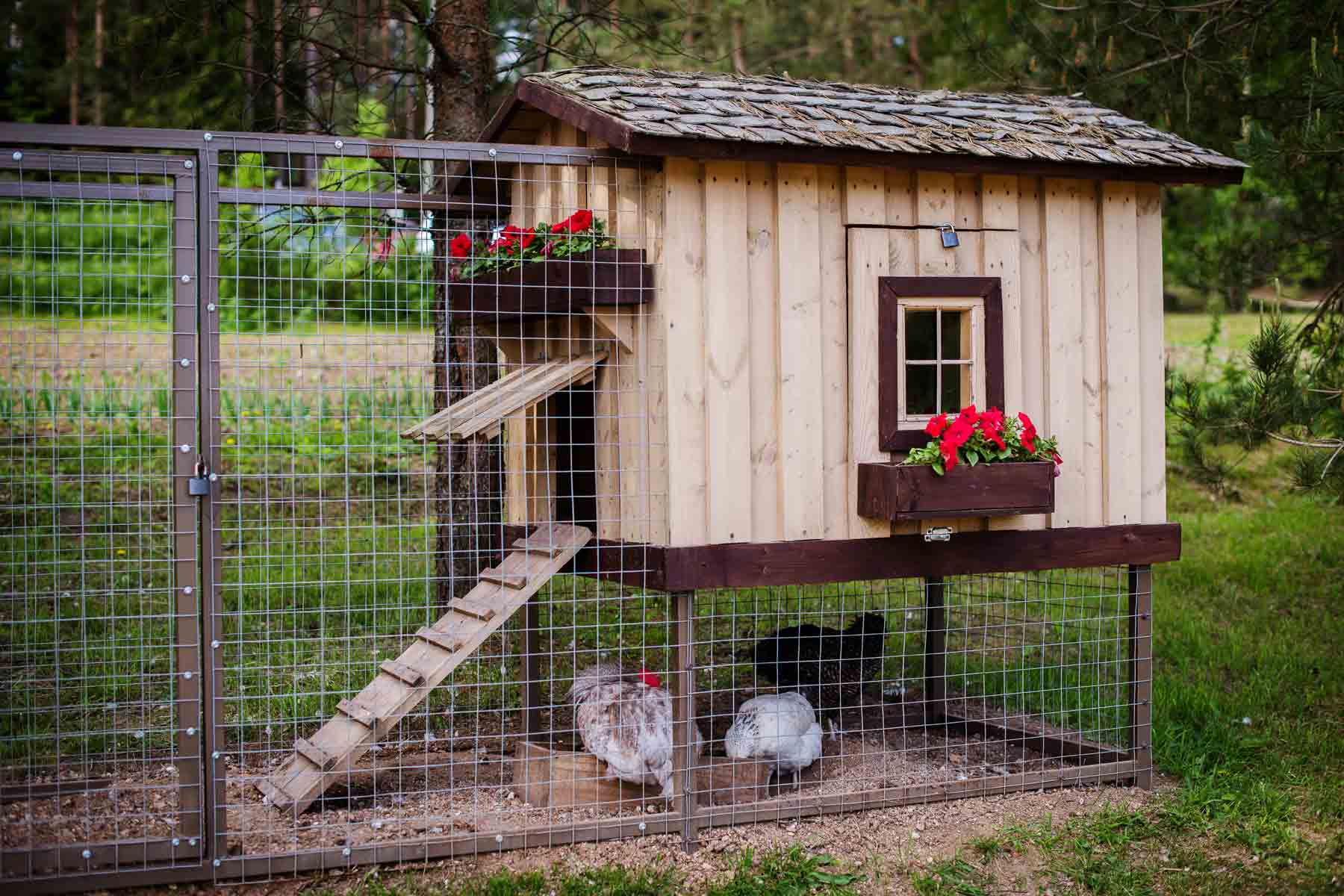 Chicken coop interior being checked for odor and ventilation problems