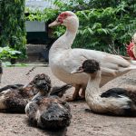 5 Common Duck-Raising Mistakes—and Safer Solutions