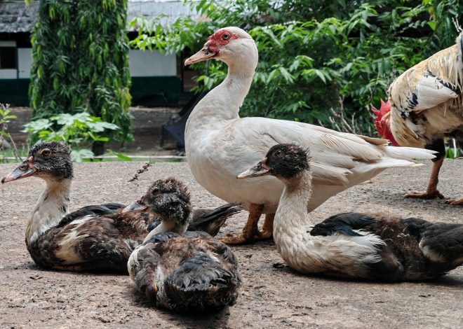 5 Common Duck-Raising Mistakes—and Safer Solutions