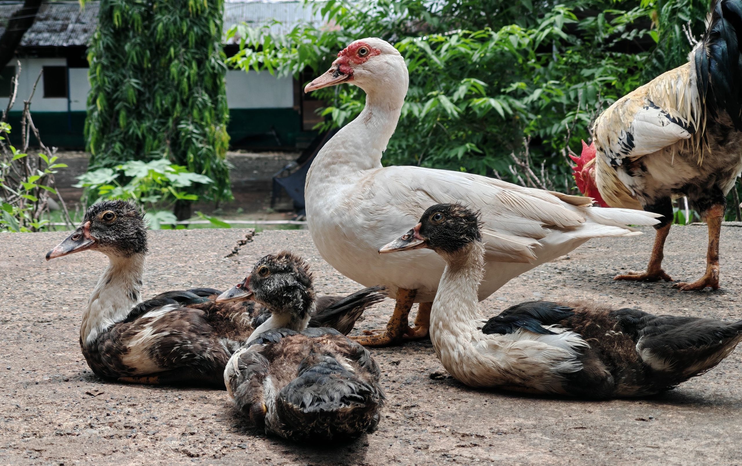 5 Common Duck-Raising Mistakes—and Safer Solutions
