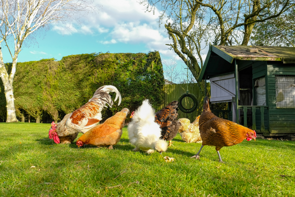 Chickens interacting closely while feather pecking is assessed