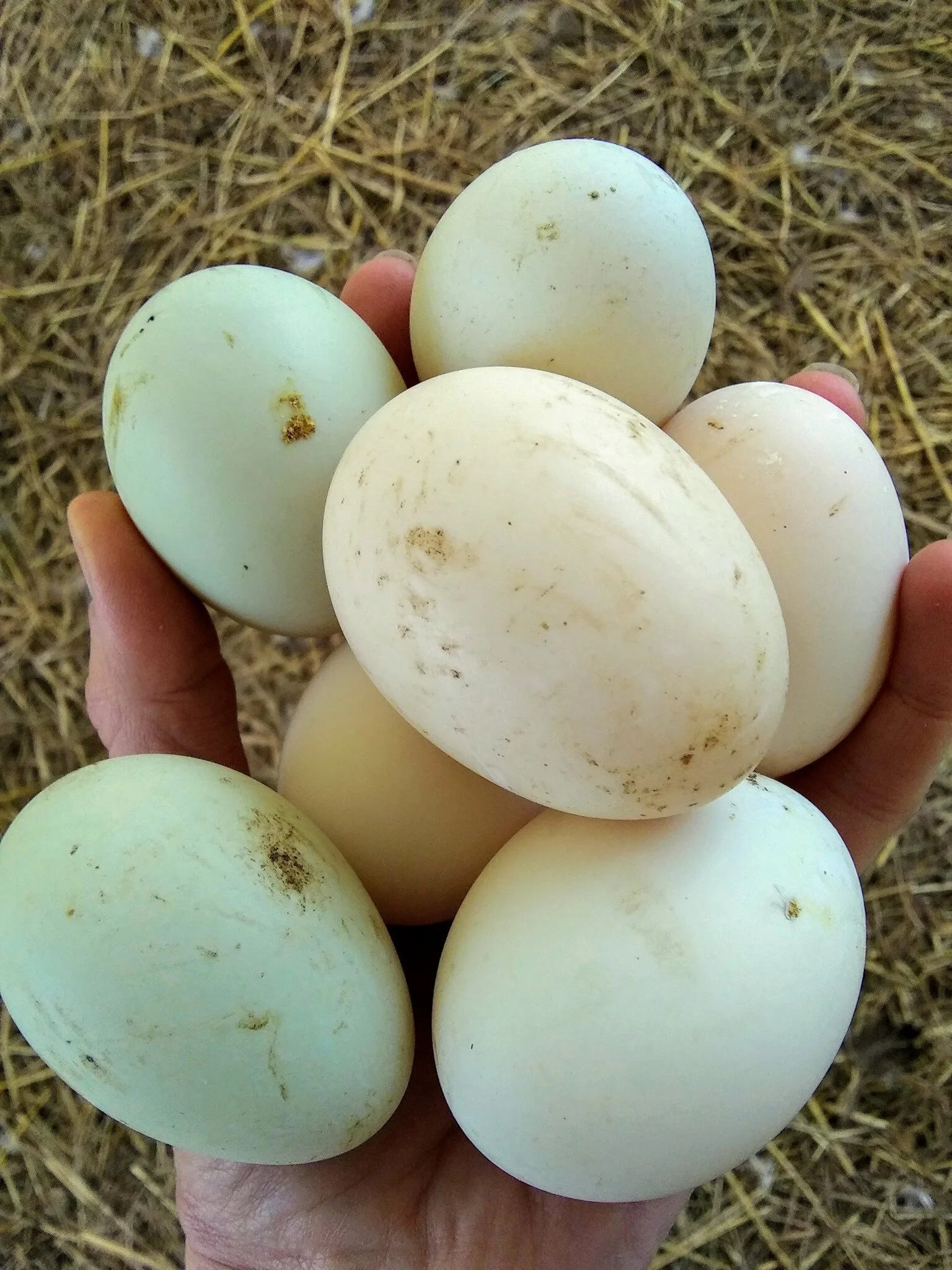 Nutritional Profile for backyard ducks