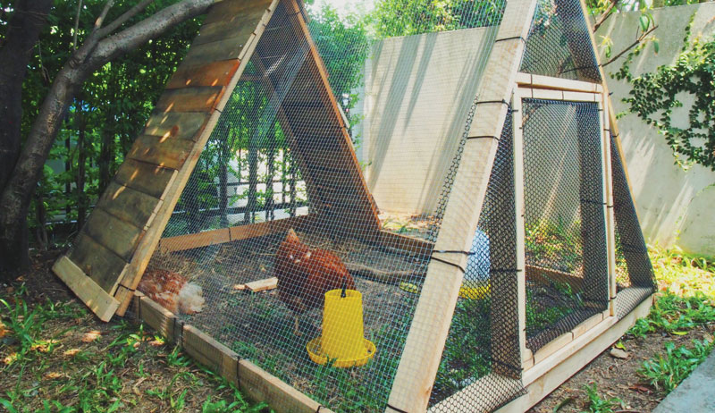 Chicken coop interior arranged for easier cleaning access