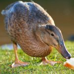 What Ducks Can and Cannot Eat — The Complete Safe Food Guide Every Owner Needs