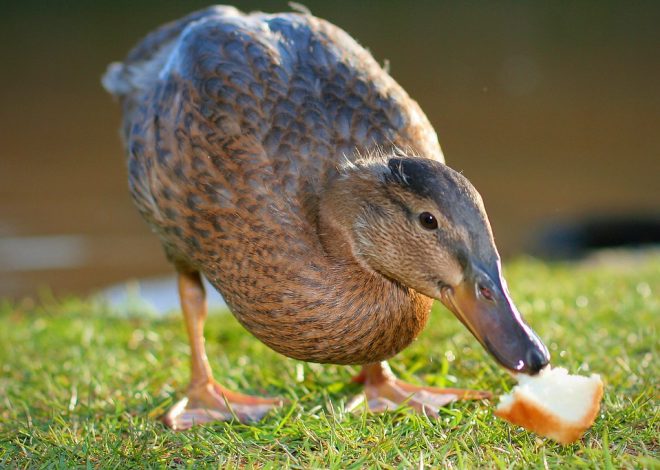 What Ducks Can and Cannot Eat — The Complete Safe Food Guide Every Owner Needs