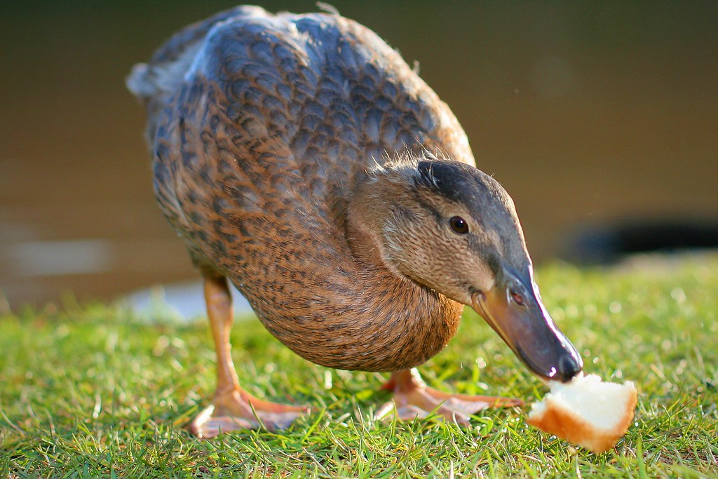What Ducks Can and Cannot Eat — The Complete Safe Food Guide Every Owner Needs