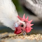 6 Homemade Chicken Feed Frameworks—and How to Use Them Safely