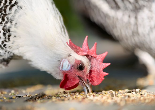 6 Homemade Chicken Feed Frameworks—and How to Use Them Safely