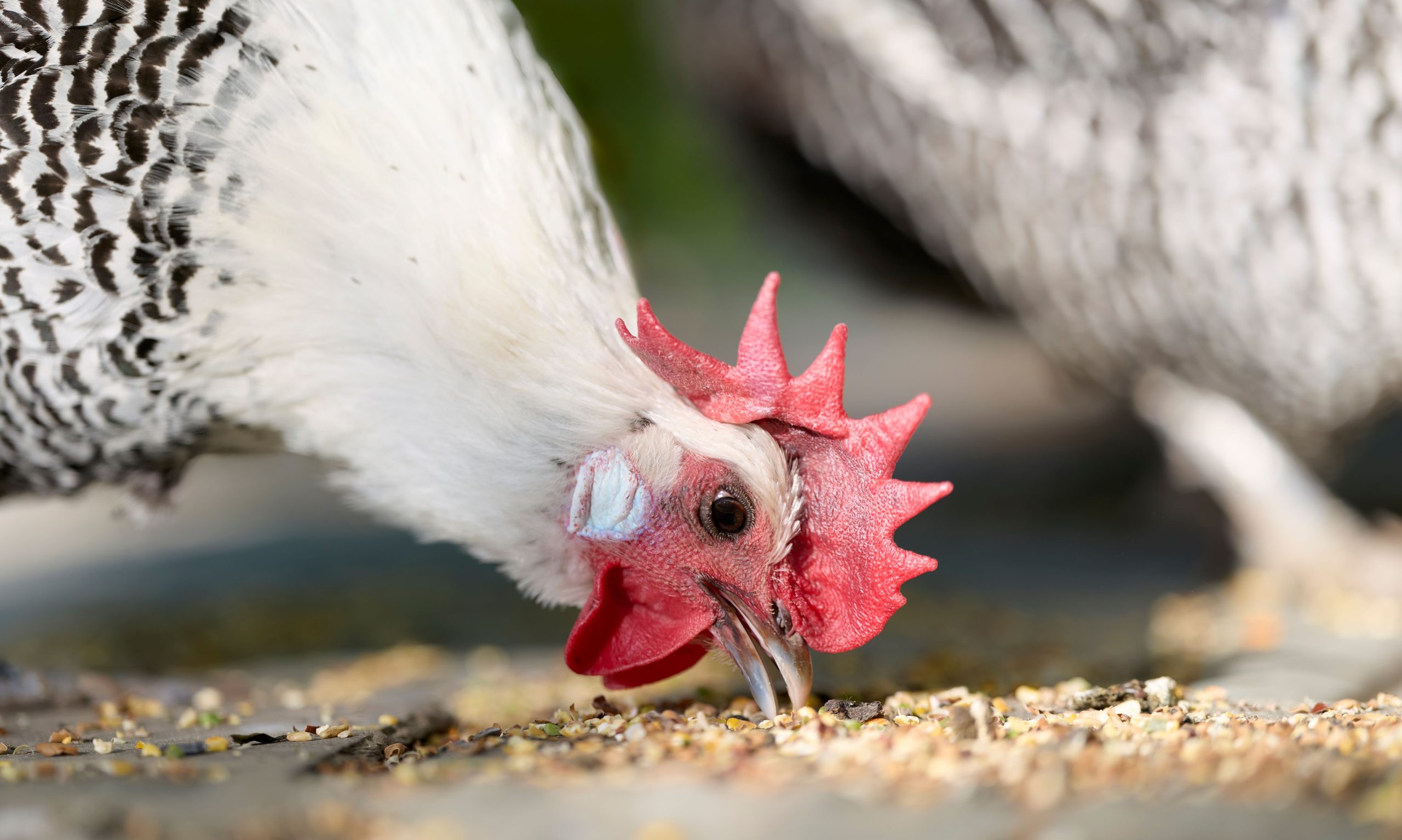 6 Homemade Chicken Feed Frameworks—and How to Use Them Safely