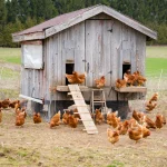 12 Ways to Keep Your Chicken Coop Cool in Summer