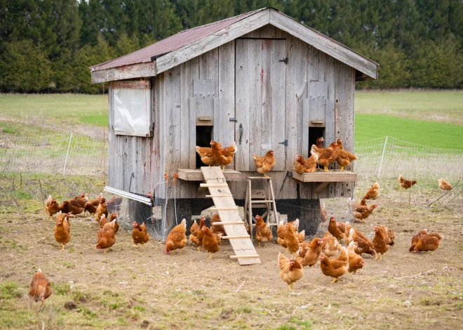 12 Ways to Keep Your Chicken Coop Cool in Summer