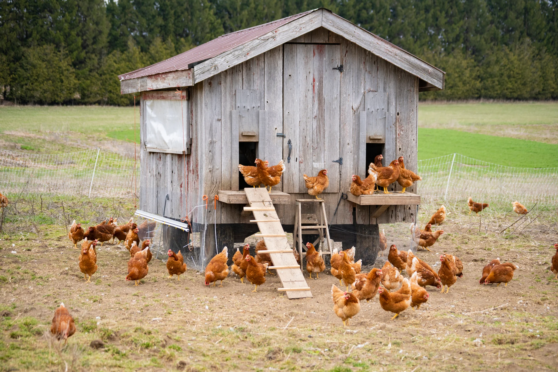 12 Ways to Keep Your Chicken Coop Cool in Summer