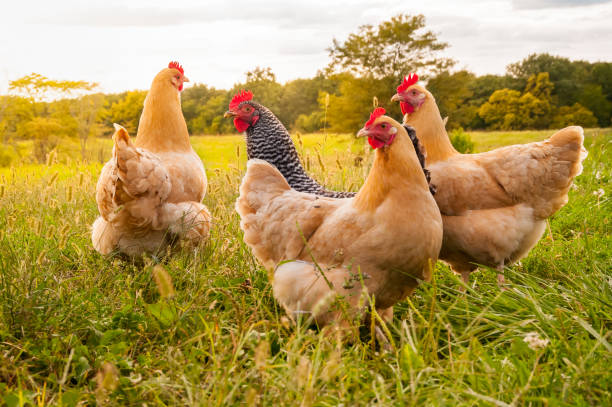 Growing Your Flock Sustainably