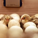 How to Hatch Eggs and Grow Your Flock — Two Methods, One Complete Guide, Zero Guesswork