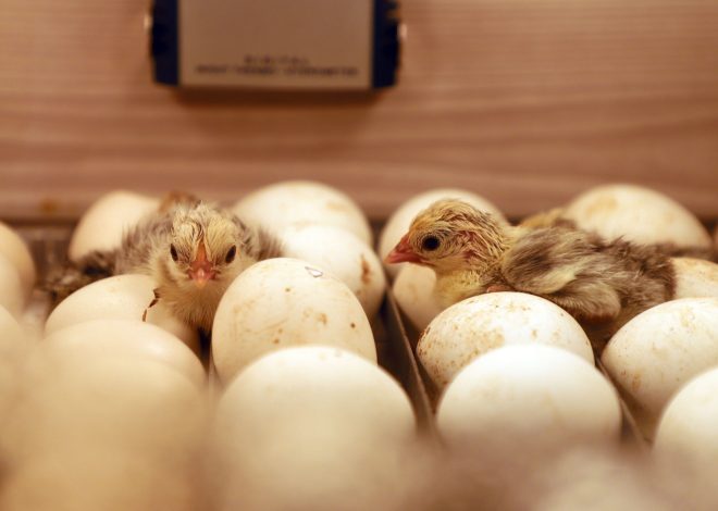 How to Hatch Eggs and Grow Your Flock — Two Methods, One Complete Guide, Zero Guesswork