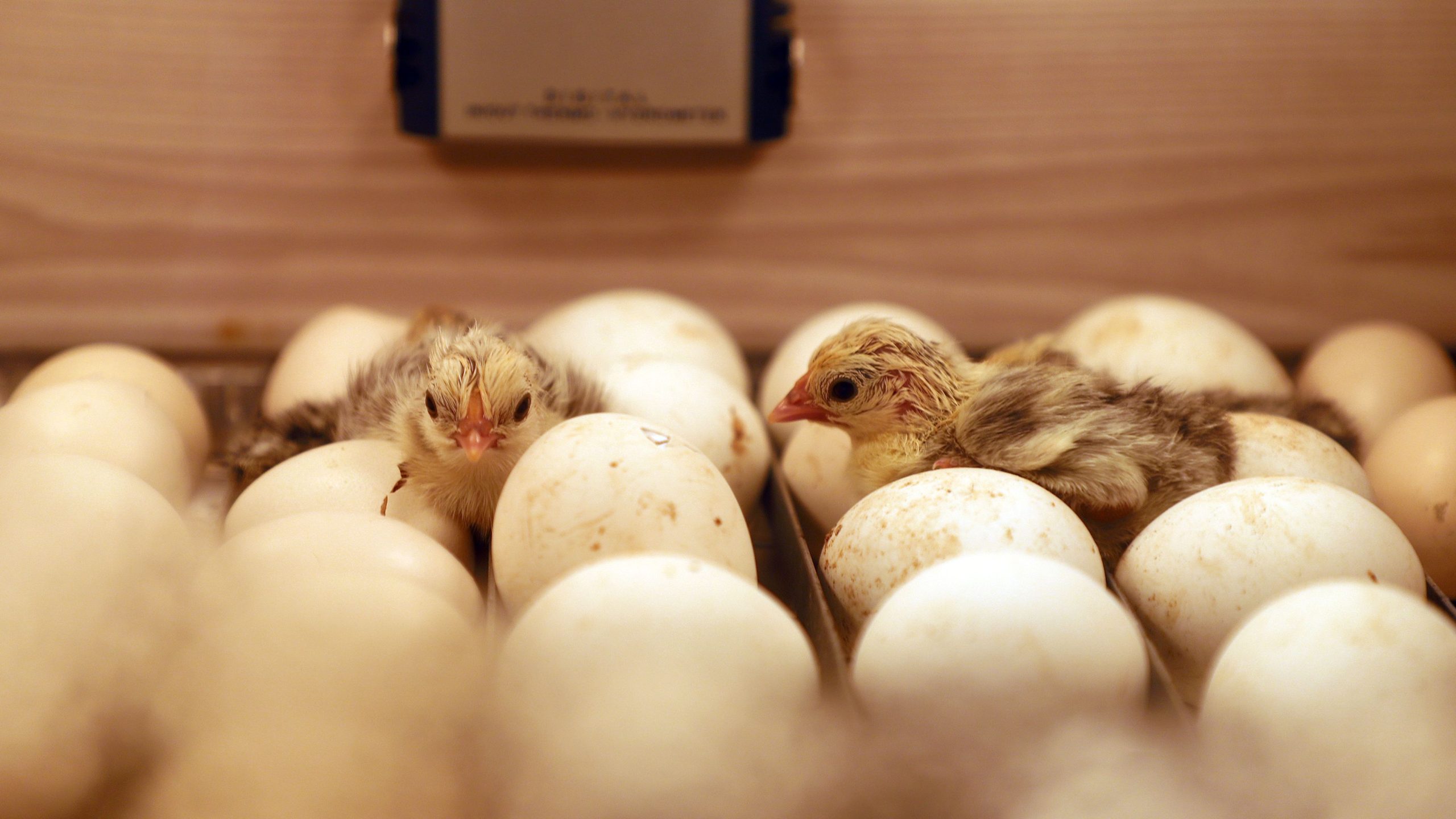 How to Hatch Eggs and Grow Your Flock — Two Methods, One Complete Guide, Zero Guesswork