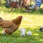 Is My Chicken Sick? 12 Health Problems Every Keeper Must Know