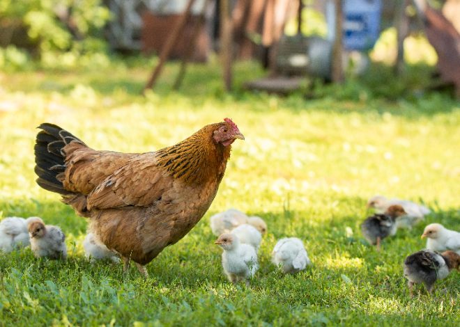 Is My Chicken Sick? 12 Health Problems Every Keeper Must Know