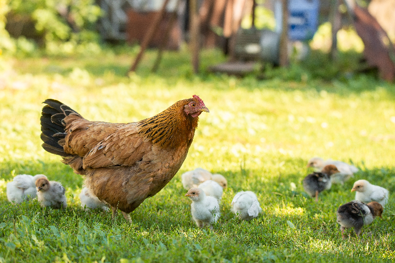 Is My Chicken Sick? 12 Health Problems Every Keeper Must Know