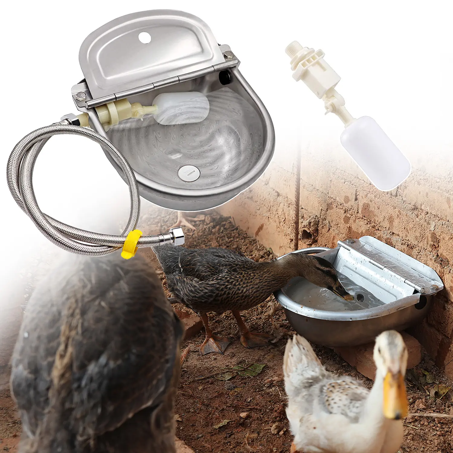 Task 2: Fresh Water — The Non-Negotiable Start (3 minutes)