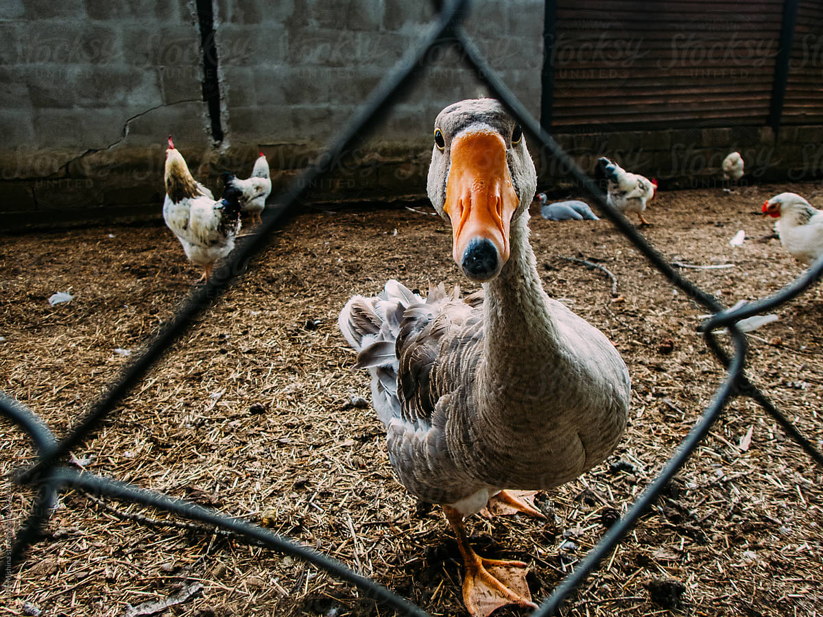 Task 4: The Quick Coop Check (5 minutes)