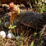 5 Signs a Pullet May Be Approaching Her First Egg