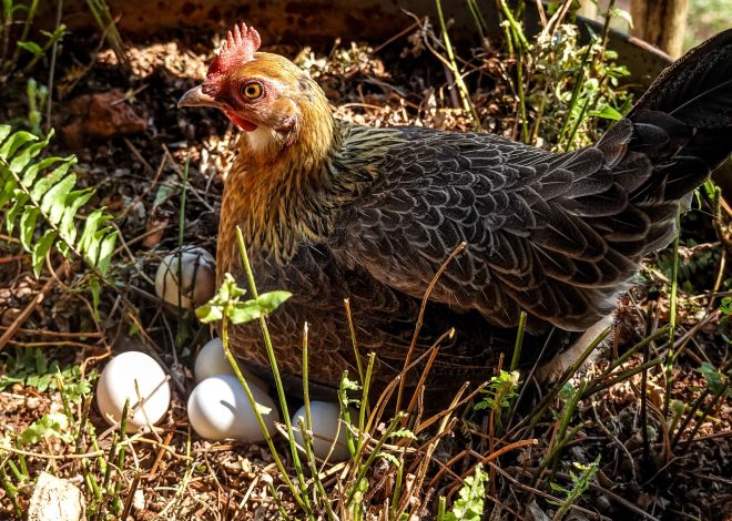 5 Signs a Pullet May Be Approaching Her First Egg