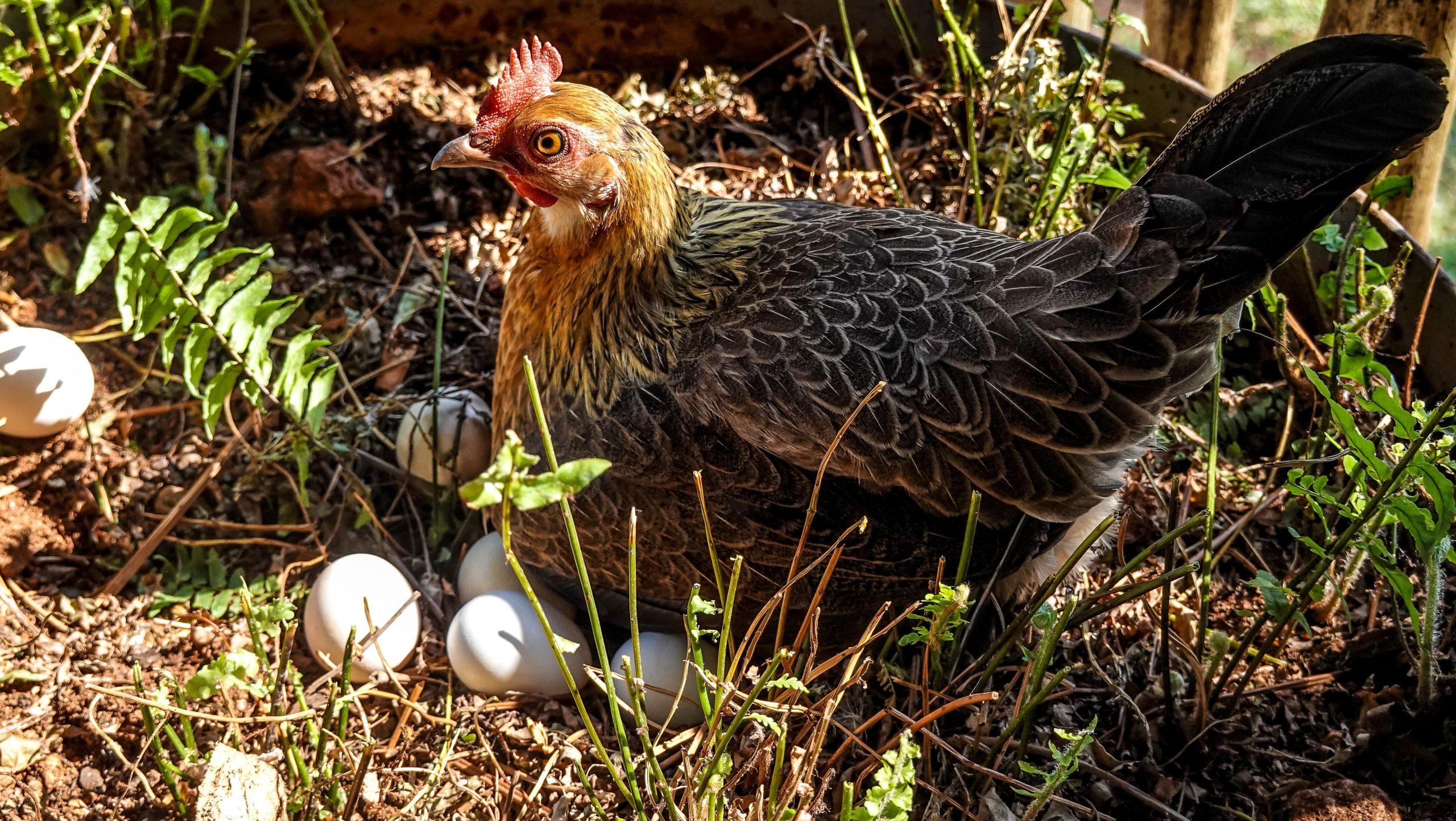 5 Signs a Pullet May Be Approaching Her First Egg