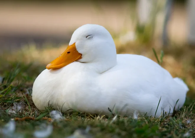 6 Winter Duck Coop Tips From Keepers Who’ve Done It Right