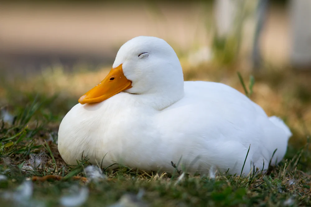 6 Winter Duck Coop Tips From Keepers Who’ve Done It Right