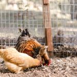 8 Practical Chicken Run Designs—from Mobile Hoops to High-Security Builds
