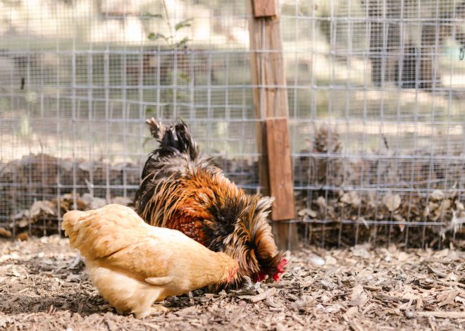 8 Practical Chicken Run Designs—from Mobile Hoops to High-Security Builds