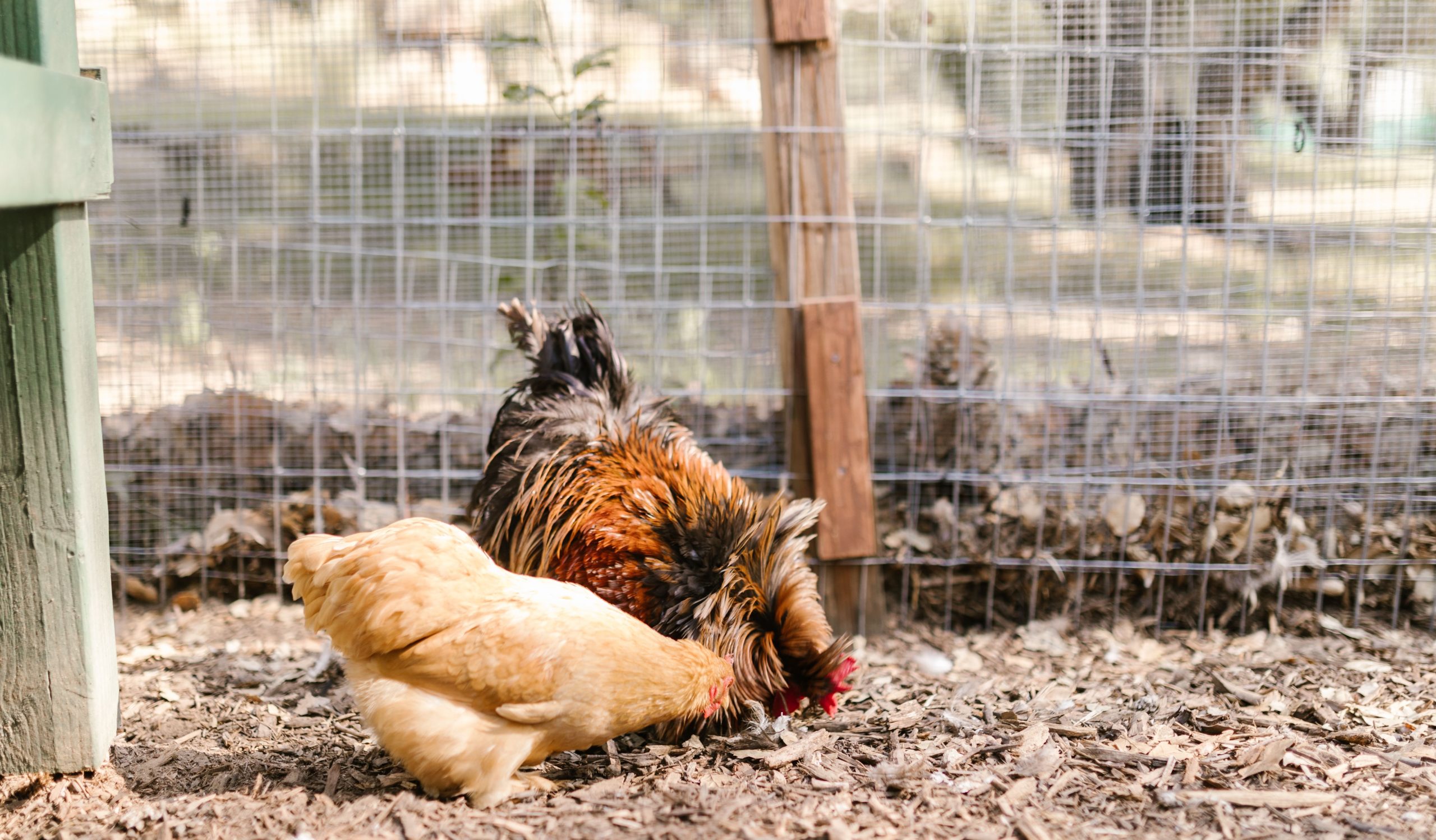 8 Practical Chicken Run Designs—from Mobile Hoops to High-Security Builds