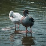 8 Goose Breeds for Backyard Flocks: Size, Temperament, and Care