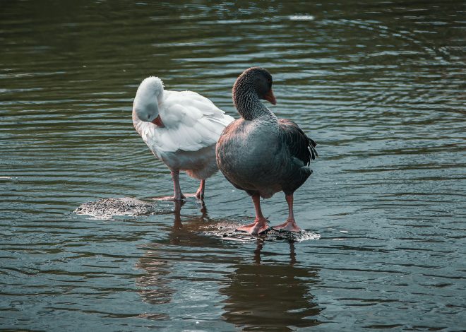 8 Goose Breeds for Backyard Flocks: Size, Temperament, and Care