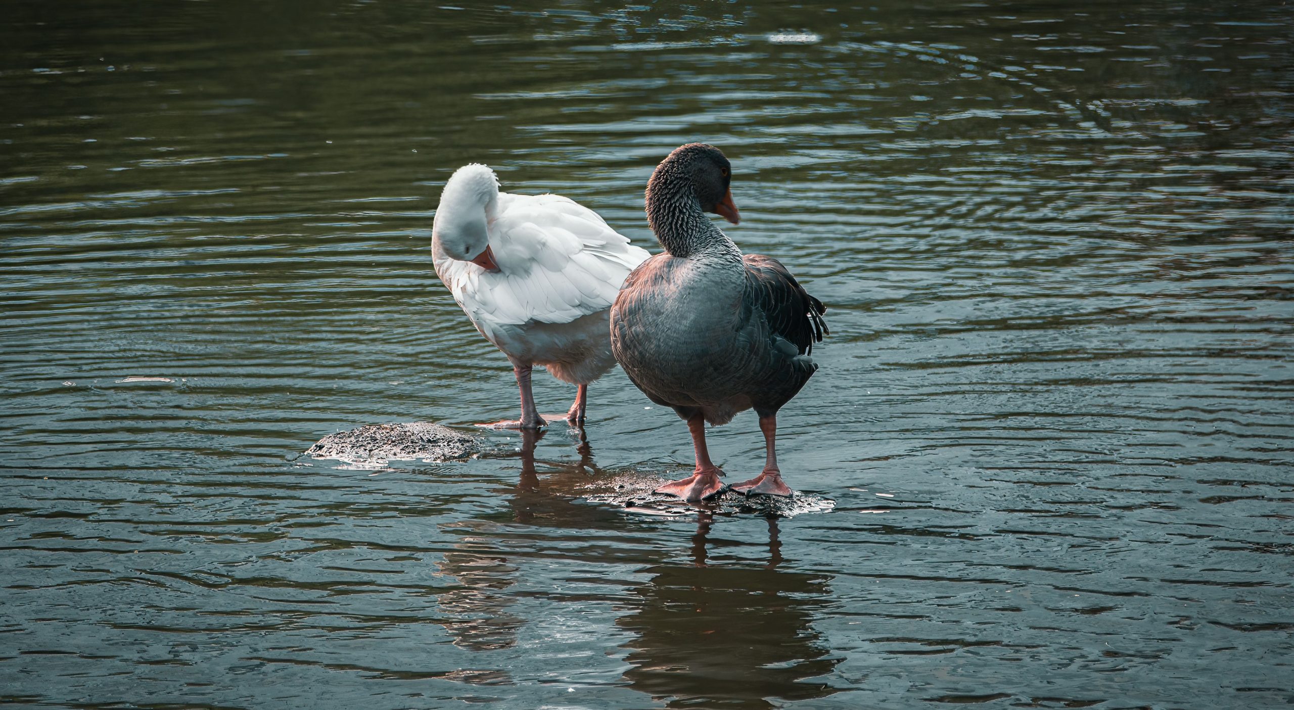 8 Goose Breeds for Backyard Flocks: Size, Temperament, and Care